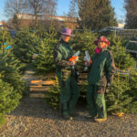 Angererhof Christbaeume 09