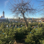 Angererhof Christbaeume 10