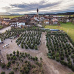 Angererhof Christbaeume 21
