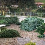 Angererhof Christbaeume2